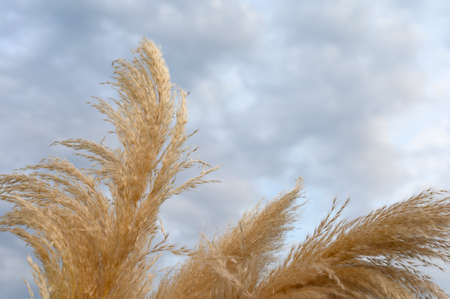 Pampas grass with sky background and space. Cortaderia selloana.の写真素材