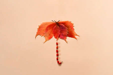 Flatlay of rain and umbrella made of autumn leaves and berries.の写真素材