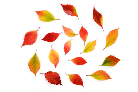 Autumn leaves isolated on white background.Top view. Flatlayの写真素材