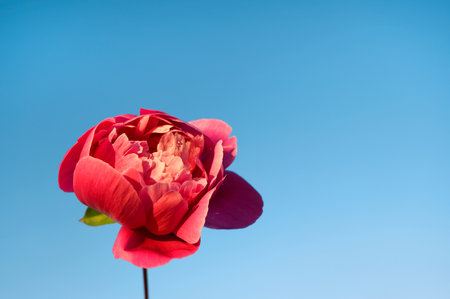 Beautiful peony flower against the sky, beautiful blue background with copy spaceの写真素材