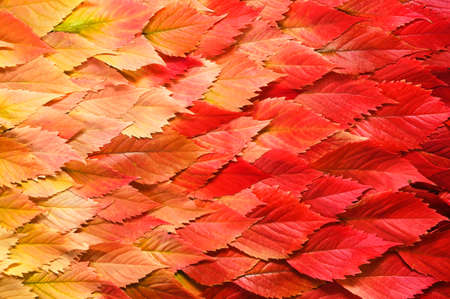 Background of autumn leaves . Concept with place to the text or objects. Gradient. Copyの写真素材