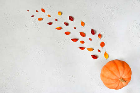 Autumn composition with autumn leaves and pumpkin on grey background.の写真素材