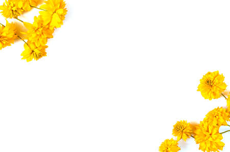 Autumn composition. Frame made of yellow flowers on white isolated background. Fall concept. Flat lay, top view, copy spaceの写真素材