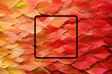 Background of autumn leaves . Concept with place to the text or objects. Gradient. Copy