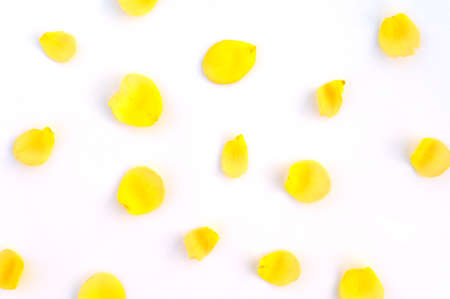Autumn, summer composition. Frame made of yellow flowers on white isolated background. Flat lay, top view, copy spaceの写真素材