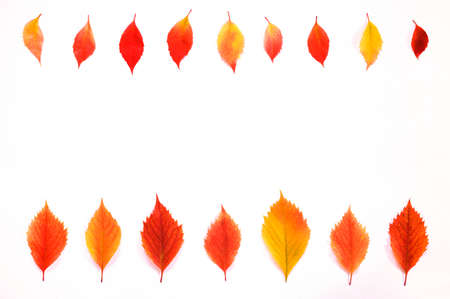 Frame of colorful autumn leaves on white background. Top view. Flatlayの写真素材