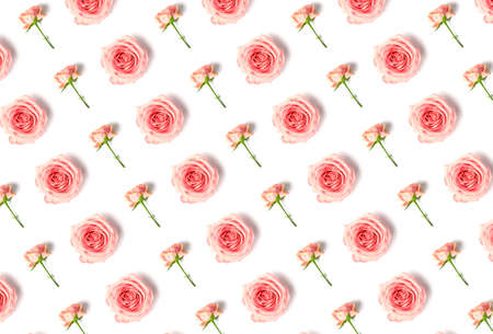Floral pattern with beautiful pink roses isolated on white background.の写真素材
