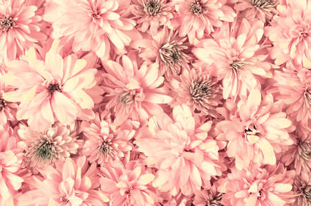 Abstract flower background for your design. Natural textured. Top viewの写真素材