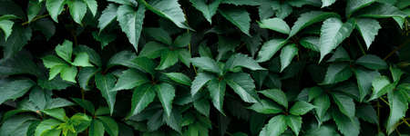 Closeup green leaves background, pattern, natural foliage textured. Bannerの写真素材