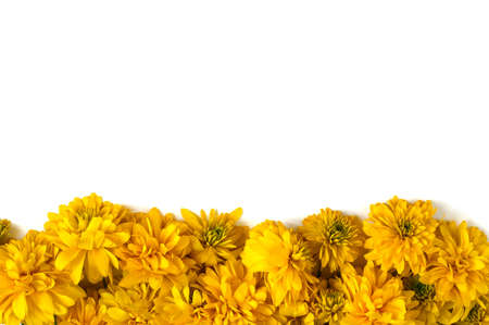 Autumn composition. Frame made of yellow flowers on white isolated background. Fall concept. Flat lay, top view, copy spaceの写真素材