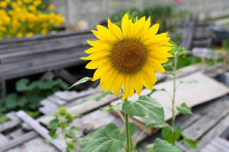 One bright yellow sunflower flower stands in the garden.の写真素材