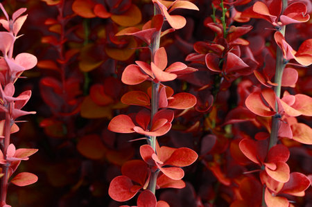 Background with autumn leaves . Front view. Copy space. Barberryの写真素材