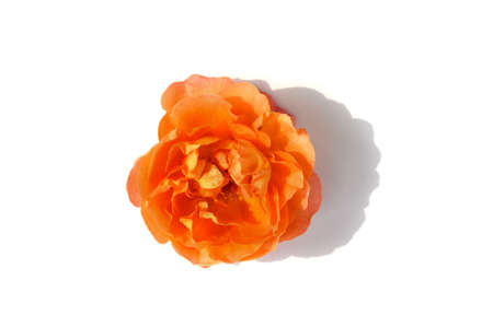 Beautiful coral rose flower isolated on white background. Top viewの写真素材