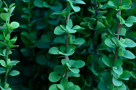 Background with green leaves . Front view. Copy space. Barberryの写真素材