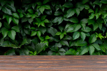 Wooden table and background with green leaves . Brown podium for product presentation. Ecology concept. 3d renderingの写真素材