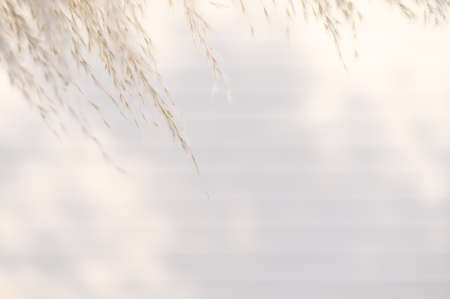Pampas grass on pastel white background. Cortaderia selloana. Front view. Copy space.の写真素材