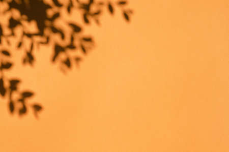 Abstract background with shadows of the leaves on an orange wall. Copy space for your design.Place to the text or presentation. Halloween, autumn conceptの写真素材