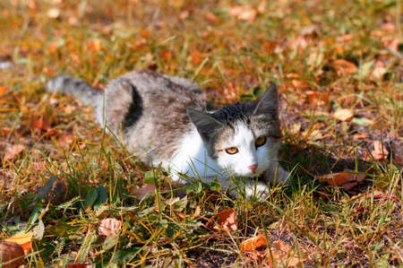The cute cat lying on autumn foliageの写真素材