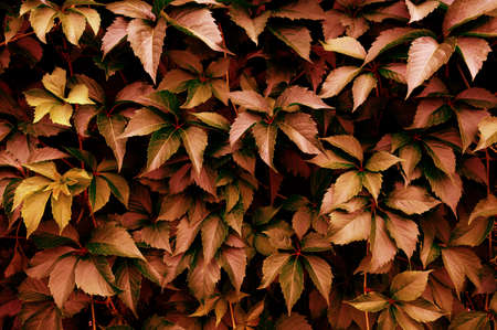 Closeup autumn leaves background, pattern, natural foliage textured.の写真素材