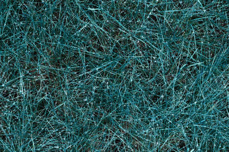 Dew on green grass on a summer day. Top view. Background for your designの写真素材