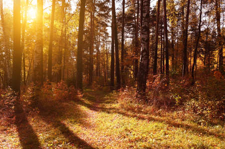 Sunset in the autumn forest. A beautiful season with colorful leaves.の写真素材