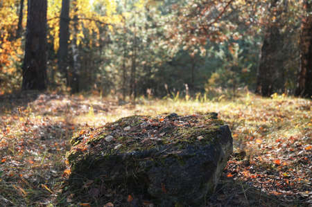 Background for cosmetic products in the autumn forest. Natural stone podium. Empty showcase for packaging product presentationの写真素材
