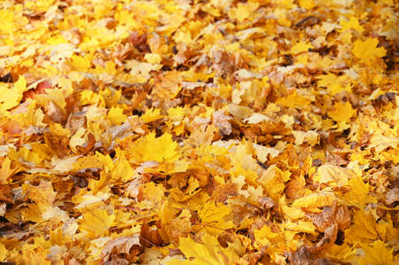 Autumn background with yellow dried leaves. Hello octoberの写真素材