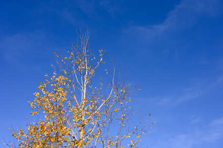 Autumn leaves sway in the wind against blue sky. Nature conceptの写真素材