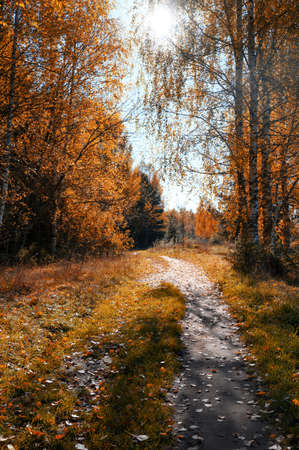 The trail in the autumn forest. A beautiful season with colorful leavesの写真素材