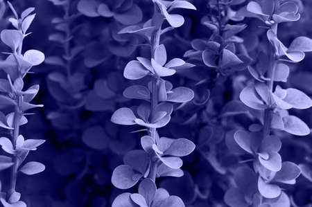 Background with leaves . Front view. Copy space. Barberry. Trendy color of the year 2022. Very periの写真素材