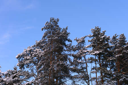 Snow-covered trees in winter and blue sky. Christmas time.の写真素材