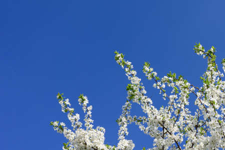 Blooming tree, beautiful white blossoms in spring garden.の写真素材