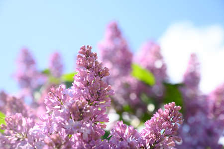 Lilac tree in bloom, purple flowers with blue sky background. Spring conceptの写真素材