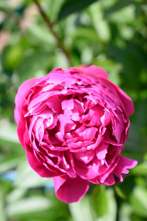 Beautiful pink peonies in the summer garden.の写真素材