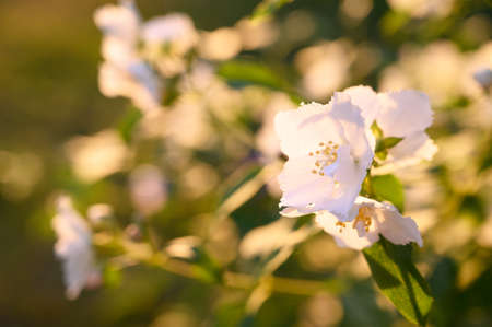 Blooming apple tree, beautiful white blossoms in spring garden.の写真素材
