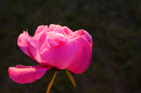 Pink peony on dark background. Front viewの写真素材