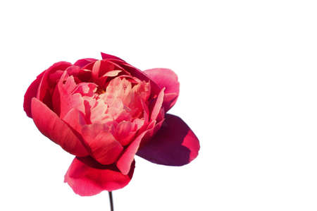 Pink peony on white isolated background. Front view. Copy space. Selective focusの写真素材