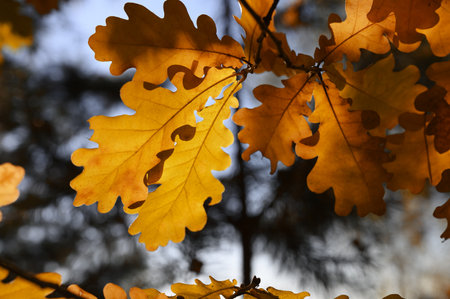 Beautiful yellow leaves on autumn sunny background.の写真素材
