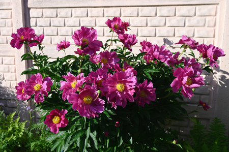 Beautiful pink peonies in the summer garden.の写真素材