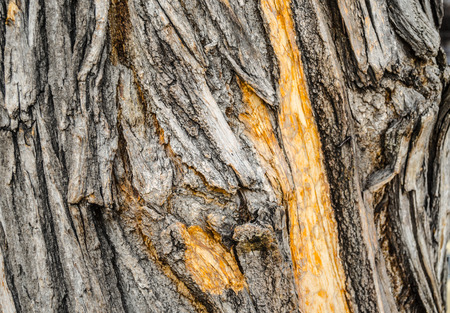 texture of an old big tree bark skin with rupturesの写真素材