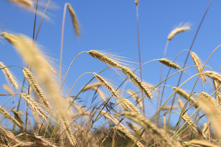 Ears of rye against the sky. Grain field, ears of grain close-up. Agricultural field of rye. Field on a sunny day. Background of ripening grains in a field. Harvest concept
