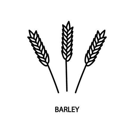 Barley line vector icon flat. Concept for website and printed materialsのイラスト素材