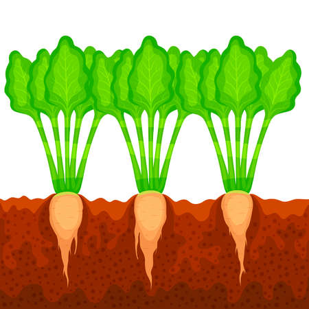 Sugar beets growing in the ground. Cartoon vector illustrationのイラスト素材