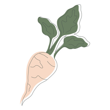 Sugar beet isolated on white background. White beet with outline element cartoon vector illustrationのイラスト素材