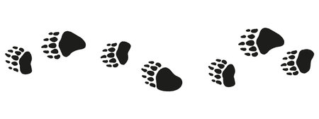Traces of bear walk on white background. Bear footprints with rough effect vector illustration. Paw trail of bear.のイラスト素材