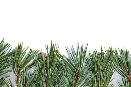 Large branches of green pine on an isolated white background. Place for an inscription.