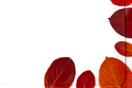 Frame made of red autumn leaves under glass.の写真素材