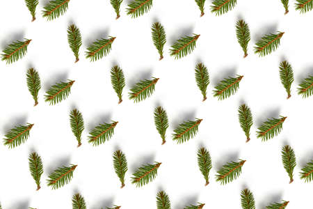pattern of green spruce branches on a white background with shadows