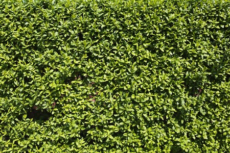 Green bush texture used as background. It is spring green lightの写真素材