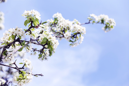 Blooming tender white cherry tree on the blue sky backgroundの写真素材